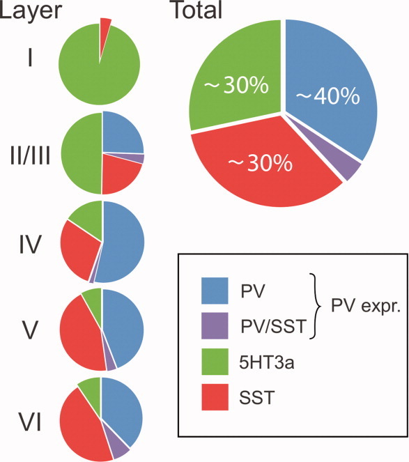 Distribution of inhibitory interneuron types across different layers in primary somatosensory cortex (S1) in rodents (from Rudy et al., 2011).