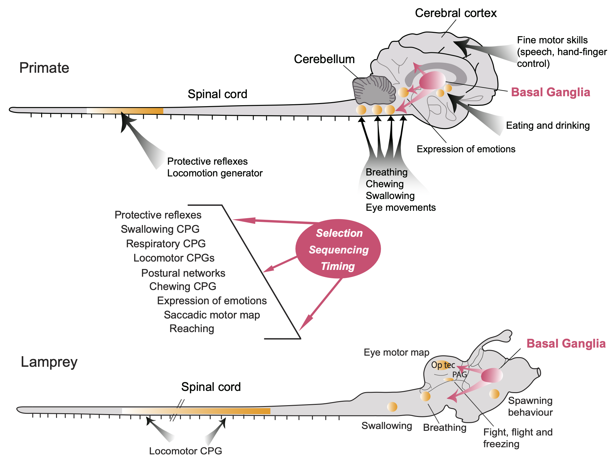 Anatomical organization of the motor system in the lamprey (one of the evolutionarily most ancient vertebrates) and the primate. CPG (central pattern generator) circuits among interneurons in the spinal cord provide a low-dimensional, adaptive (via local proprioceptive and somatosensory feedback) repertoire of muscle synergies that higher levels in the brainstem, cerebellum, basal ganglia, and cerebral cortex control via desceding pathways. The “lamprey core” systems are sufficient for survival, as shown in extensive studies with decorticate cats and other species. From Grillner & El Manira (2020).