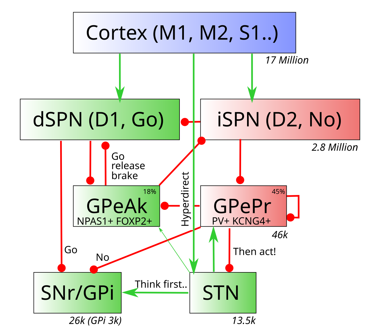 PCore model of the basal ganglia, which is centered around the multiple projections into and out of the GPe neurons that affect every other part of the BG circuitry, putting the GPe Pallidum at the core of its function. The GPeAk (arkypallidal) neurons receive from the direct pathway striatal neurons (dSPN), while the prototypical (GPePr) neurons receive from the indirect pathway, as in the classical model (hence the name). Because GPeAk projects inhibition back up to the striatum, it must be inhibited in order to disinhibit the SPN neurons, which is accomplished by the direct pathway inputs. The iSPN neurons can also get some relief by inhibiting the GPeAk in cases where they are more active, and are directly inhibiting the dSPNs (but not the other way around). The hyperdirect pathway into the STN drives initial “brakes” on the system preventing premature responding. The numbers below each nucleus indicate the rough number of neurons in each hemisphere in a rat (Oorschot, 1996).