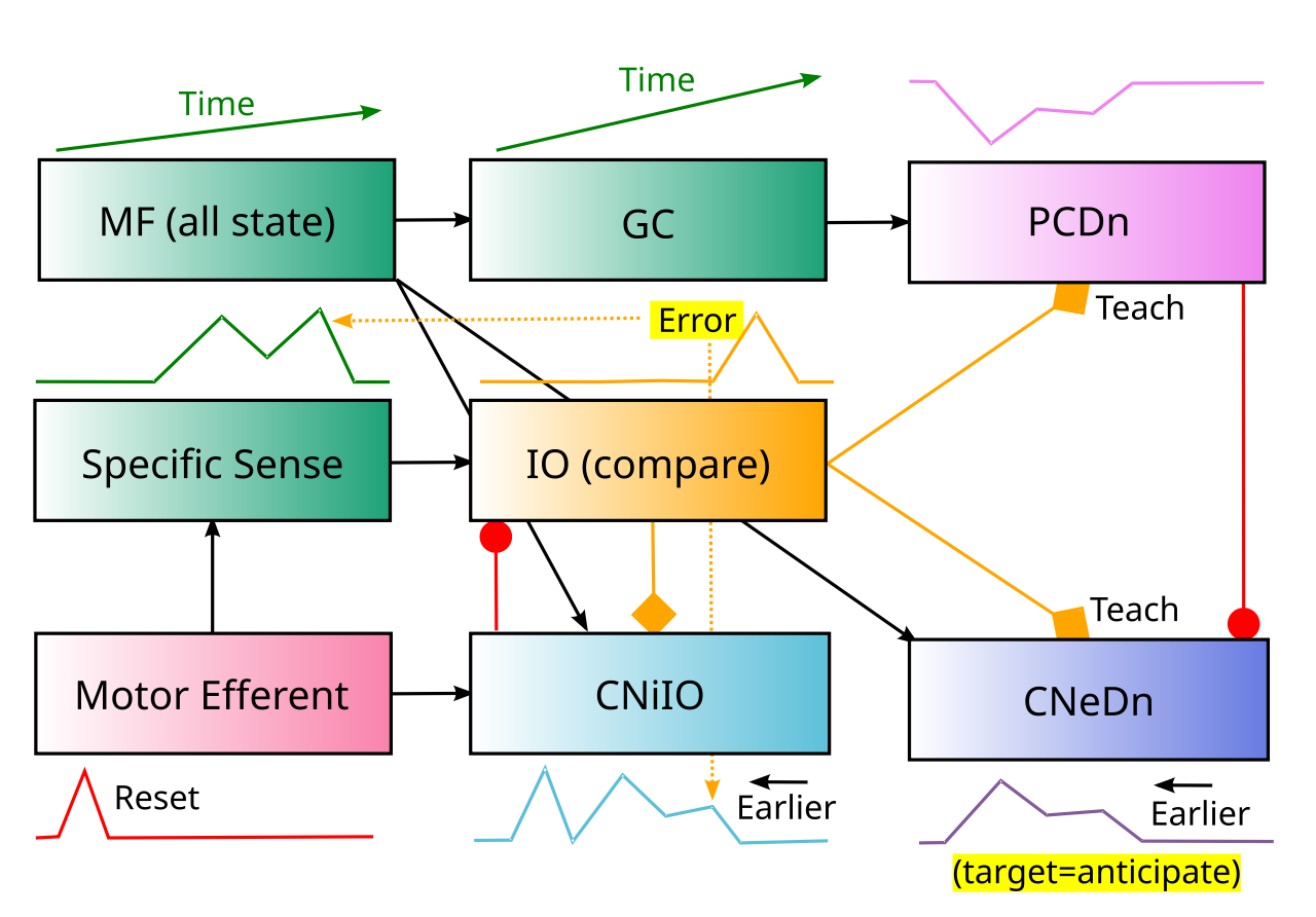 Cerebellar components that implement the Nuclear model of forward model functionality in downbound (Dn) microzones. The target output for the CNeDn excitatory CN (cerebellar nucleus) output is to anticipate the sensory consequences of motor actions for a given Specific Sense input, as early as possible, as indicated by the temporal activity trace schematized under each neuron type. The Motor Efferent copy signal provides the initial predictive trigger, so that the prediction is about a specific action. This trigger arrives before (e.g., 50-100 ms) the sensory effects it causes, so the IO (inferior olive) computes an offset comparison of later sensory inputs vs. the anticipatory CNiIO inhibitory IO prediction, with the motor trigger resetting IO dynamics. When excitatory sensory input arrives without a prior CNiIO inhibitory prediction, the IO fires a “learn now” teaching spike, to correct the error. IO spikes drive learning in the CNeDn neurons to modify inputs from MF (mossy fiber) time-varying state inputs, which can then drive earlier anticipatory firing of these CNeDn neurons. CNeDn also contributes back to the MF inputs for rapid sharing with other cerebellar pathways. The PCDn (Purkinje cell) neurons use high-dimensional, rapidly time-varying granule cell (GC) representations of MF state to generate more precise, rapidly adapting predictions to disinhibit the CNeDn anticipatory output, trained by IO climbing fiber complex spikes that result in LTD.