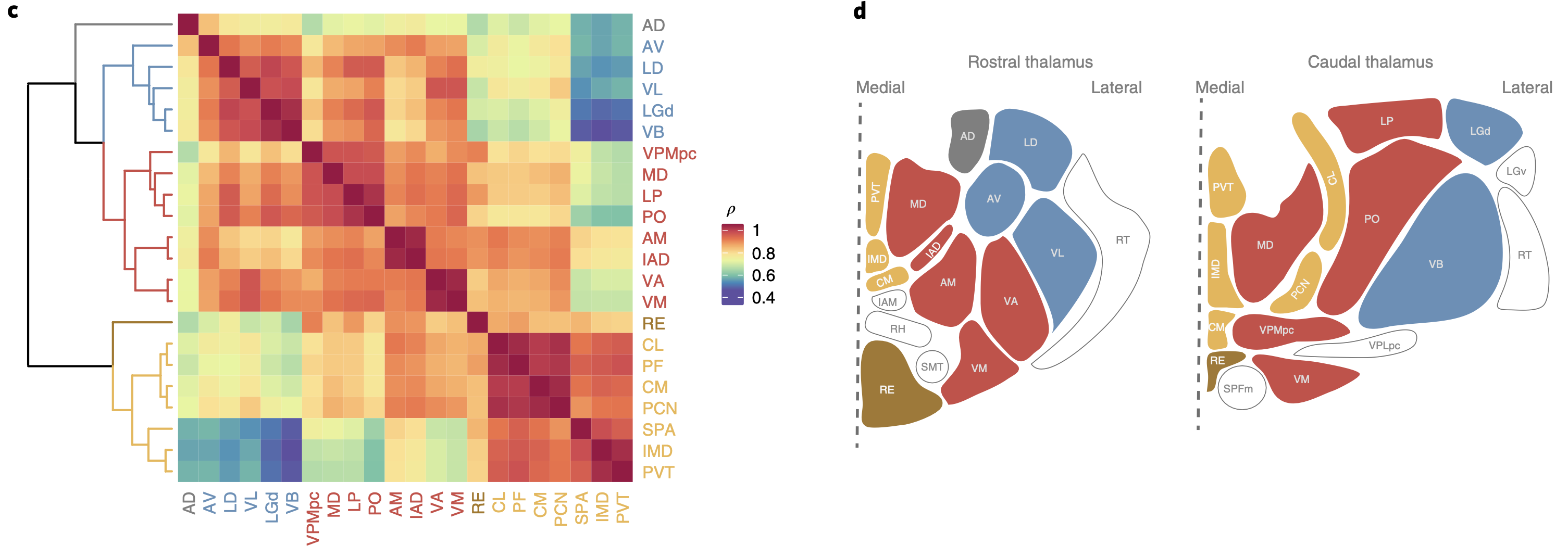 Map of thalamic areas in the rodent according to gene expression patterns, which identifies 3+1 major clusters. Blue are primary sensory and other areas that receive strong subcortical driver inputs. Red are higher-order areas that either receive cortical drivers or no drivers. Orange are the intralaminar and paraventricular nuclei that have more specialized connectivity with the basal ganglia and other subcortical areas. The reunions nucleus, which interconnects the prefrontal cortex with the hippocampus, has its own unique status. From Phillips et al., 2019.