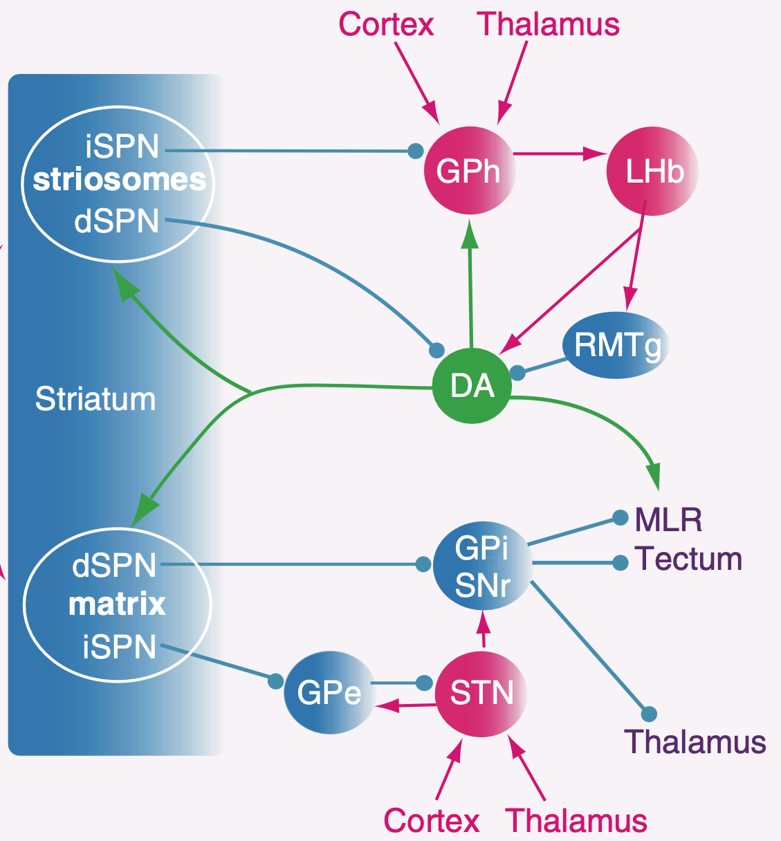 Direct and indirect pathway outputs from the striosomes versus those from the matrix. Direct pathway projections inhibit dopamine neurons in the SNc, while indirect pathway neurons project to a region of the globus pallidus that has excitatory projections to the lateral habenula (LHb), which is exclusively capable of driving dips in dopamine firing. Figure from Grillner et al., 2020.