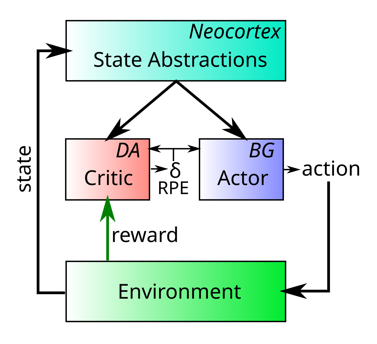 The actor-critic architecture, where the reward prediction error (RPE) signal from the critic is used to train both the critic itself, and the actor system that generates motor actions, which to reward signals from the environment.