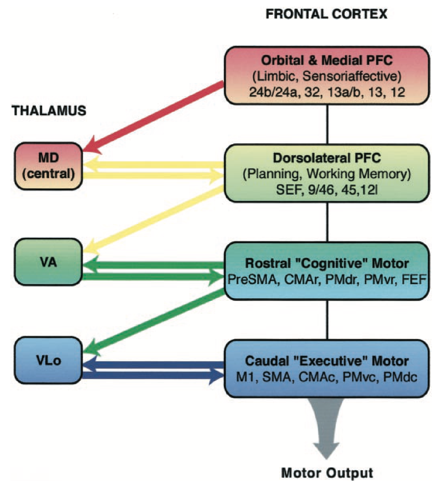 Thalamocortical connectivity across goal-driven areas (via MD = mediodorsal thalamus) and motor areas (via VA, Vlo ventral anterior / lateral thalamus). From McFarland & Haber, 2002.