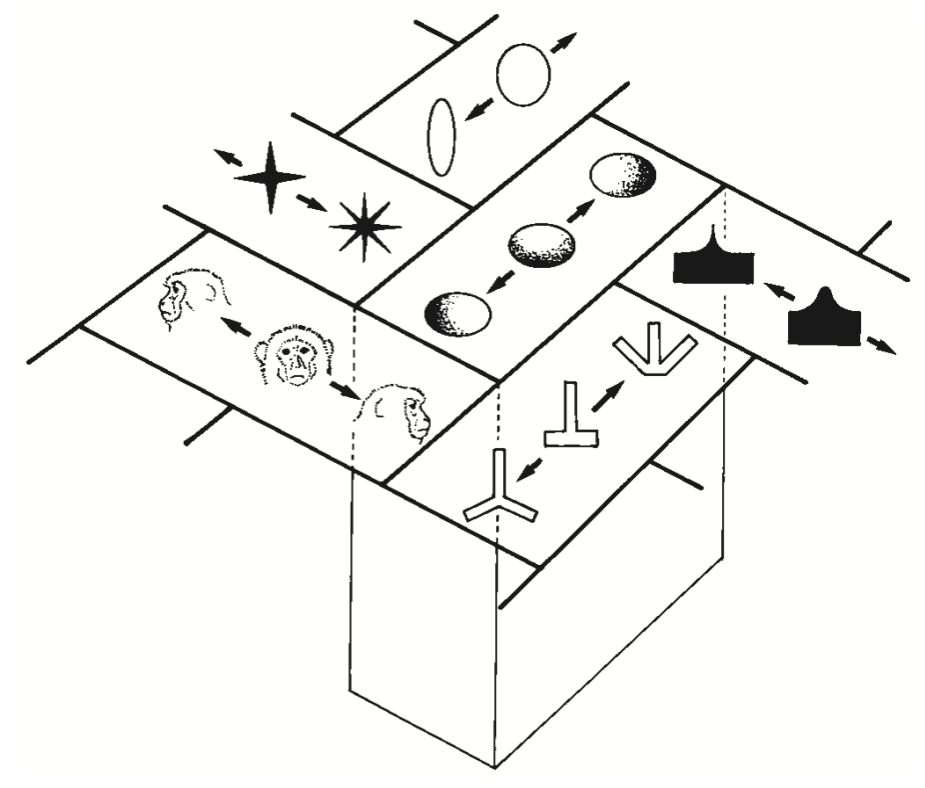Schematic diagram of topographically organized shape representations in monkey IT cortex, from Tanaka (2003) — each small area of IT responds optimally to a different stimulus shape, and neighboring areas tend to have similar but not identical representations.