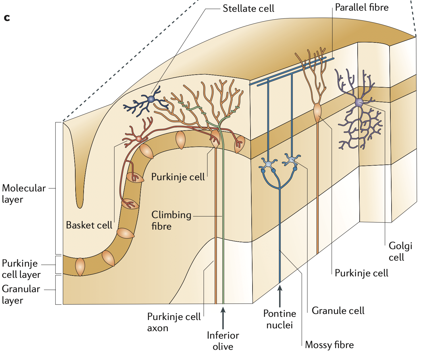 The major anatomical features of the cerebellar cortex. The Purkinje cells (PC) send inhibition to the CN, which is the only output of the cortex. The inputs come via the mossy fibers which then synapse onto tiny granule cells, which send distinctive axons known as parallel fibers to the PCs. Each PC can receive 150,000 or more parallel fiber inputs, via its extremely large dendritic arbor. Each PC receives exactly one climbing fiber from a neuron in the IO, which has been shown to drive synaptic changes (LTD = long term depression) in the parallel fiber synapses. From Ramnani (2006).