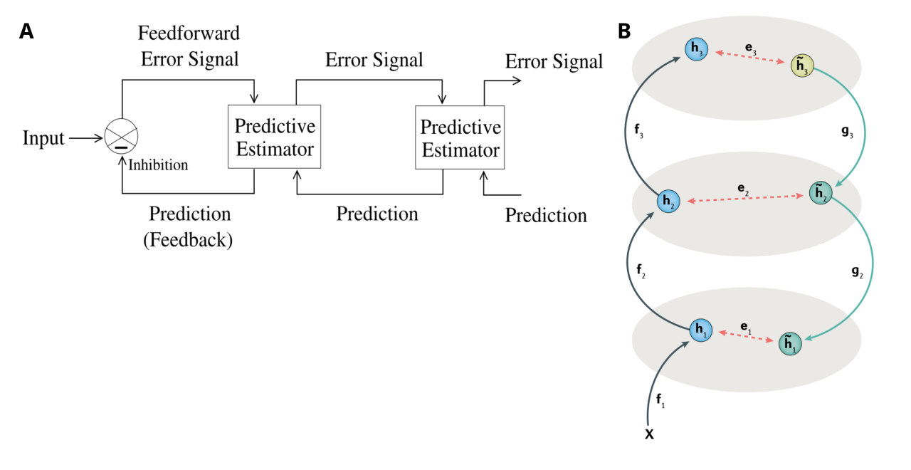 Proposals for implementing error-driven learning that require explicit error signals and / or separate neural pathways for feedforward vs. prediction signals. Given the pervasive interconnectivity of all lamina and neurons in the neocortex, it is unlikely that such strict separation between such channels is sustained. A is from Rao & Ballard (1999) on predictive coding, where the error is explicitly represented in neural firing, as a difference between a top-down prediction and bottom-up signal. Note that the feedforward signal to higher layers is exclusively an error signal, not a positive representation of the input stimulus. B is the target-prop model from Le Cun (1986) (via Lillicrap et al., 2020), which has a separate feedforward pathway on the left, and top-down feedback on the right, with the difference between these two providing the error signal.