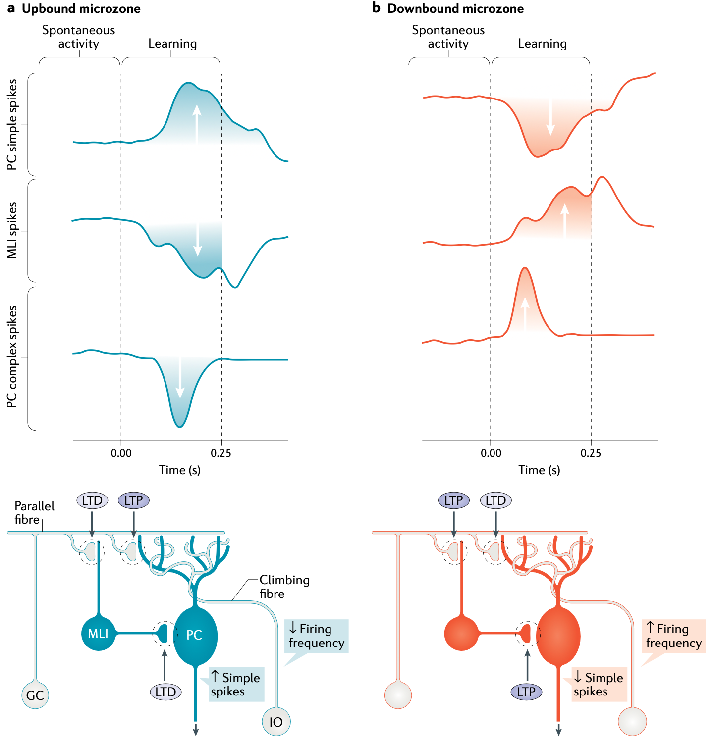 Plasticity in upbound vs downbound microzones, according to the framework of De Zeeuw (2021). In upbound microzones (which stain positive for zebrin II, also known as ALDOC), complex spikes driven by IO climbing fiber inputs drive learning that increases the rate of simple spike output (normal PC spiking activity). This is consistent with adaptive filtering, which needs to cancel out the predicted sensory signals, with increased PC inhibition. In downbound microzones, these complex spikes drive decreases in PC simple spiking, consistent with forward models that use anticipatory predictive signals to drive motor actions. The molecular layer interneurons (MLI; previously called stellate or basket cells) contribute to these patterns of plasticity. There are also differences in baseline firing rates associated with these different microzones (upbound have lower and downbound have higher).
