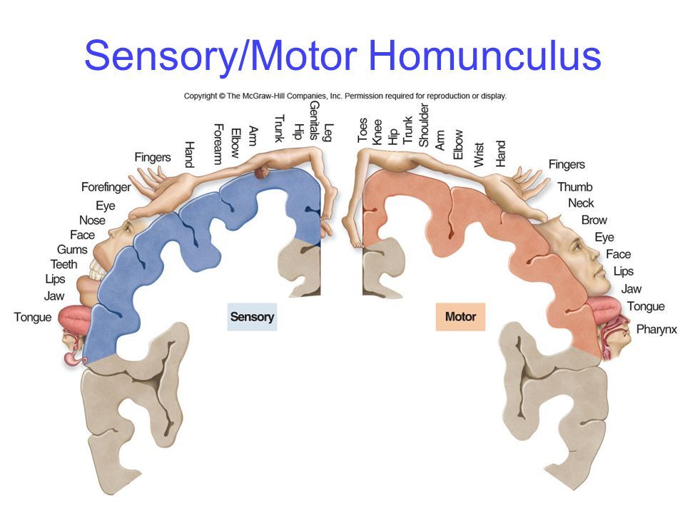 The homunculus (“little person”) organization of the primary sensory (S1) and primary motor (M1) cortical areas, which sit across the central sulcus from each other, and are densely interconnected. S1 provides strong driver inputs to M1, both directly via corticocortical pathways, and indirectly via projections going through the posterior medial nucleus of the thalamus (POm).