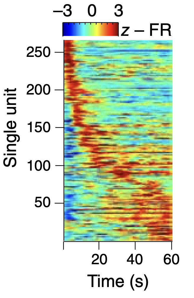 Time-aligned activity of neurons in medial PFC of the mouse (mainly area PL) during a delay period in a spatial alternation maze task, where the mouse has to select alternating arms on subsequent trials. From Bolkan et al., 2017.