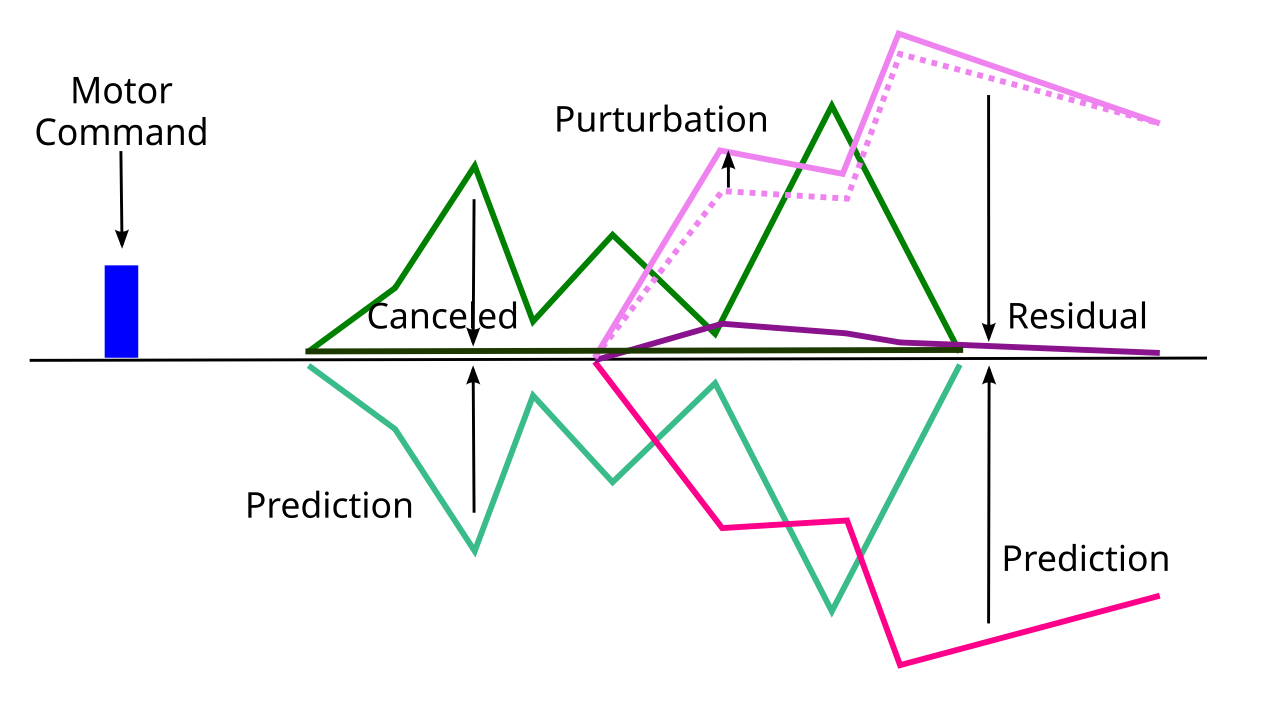 The prediction of the sensory consequences of a motor action can be subtracted from the original sensory signal to cancel the sensory signal. If there is an external perturbation of the sensory signal that does not fit the prediction, then there is a residual signal that clearly reveals the exact parameters of the perturbation, untangled from the sensory signals generated by the motor command.