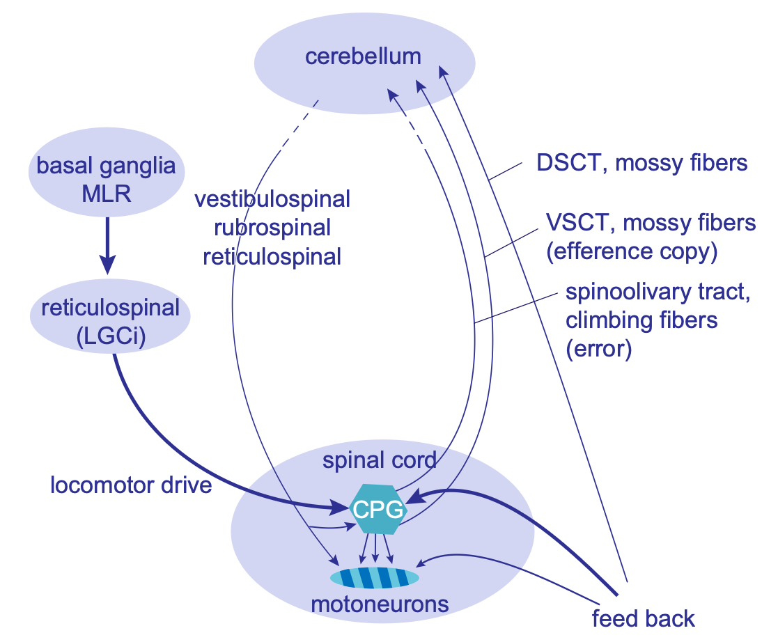 Pathways by which the cerebellum can control the tuning of spinal muscle synergies (CPGs: central pattern generators). DSCT = dorsal spinocerebellar tract; VSCT = ventral spinocerebellar tract; MLR = mesencephalic locomotor region; LGCI = lateral paragigantocellular nucleus. From Grillner & El Manira, 2020.