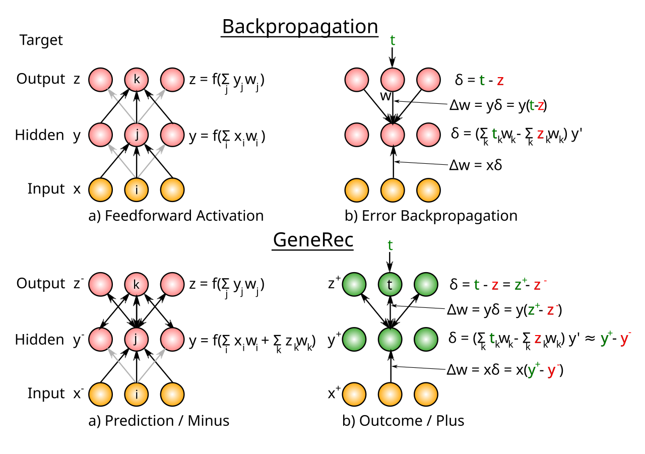 Illustration of GeneRec computation in three-layer network (bottom panel) in comparison to error backpropagation (top panel; explained in that page). Activations settle in the Prediction / Minus phase, in response to Input activation. Activation flows bidirectionally, so that the Hidden units are driven both by Input and Output units, as shown with the net input equation broken out separately for each). In the Outcome / Plus phase, “target” values drive the Output unit activations, and due to the bidirectional connectivity, these also influence the Hidden units in the plus phase, as emphasized in the prior figure. The δ error gradient factor from backpropagation is closely approximated by the difference in hidden unit activations between the plus and minus phases. An essential difference is emphasized by the green color in the plus phase: only in GeneRec does the neural activation change to reflect the “experience” of the plus phase outcome. In backpropagation, the target / output state is purely “virtual” and only latent in the error gradient.